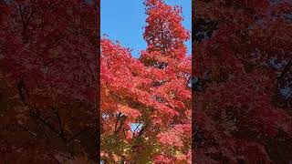 Autum colours in Korea🍁💛🫶🇰🇷 #nature #beauty #explore #travel #trending #shorts