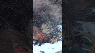 Ibex hunt by Snow leopard in Hunza Valley #travel #desert #snowleopards