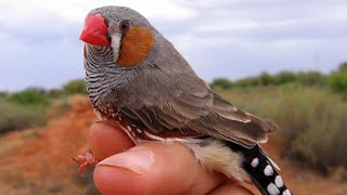 Zebra finch bird 🐦‍⬛🐦 Zebra finch sounds  Budgies parrot 🦜