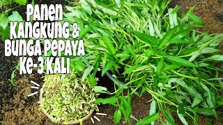 Eps. 49 Gardening || Panen Kangkung & Bunga Pepaya Lagi???