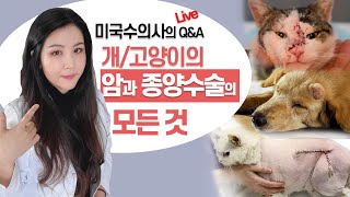 강아지 고양이들의 암과 종양수술에 대한 모든 것! 미국수의사의 11월 라이브방송