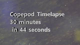 Copepod Time-lapse 30 Minutes in 44 Seconds