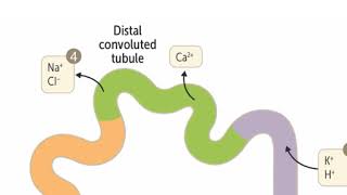 Diuretics mechanism of action