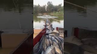 panen ikan mas #ikan #ikanmas #shortvideo #shorts