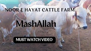 Noor e hayat cattle farm/ army cattle colony landhi @mandivlogswithejaz4258