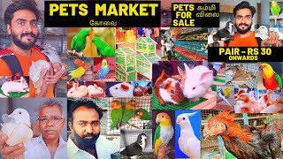 PETS MARKET - COIMBATORE |  கோவை புறா மார்க்கெட் -  குறைந்த விலையில் செல்ல பிராணிகளை வாங்க விற்க