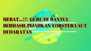 TOP    ! GURU DI BANTUL BERHASIL PIJAHKAN LOBSTER LAUT DI DARAT