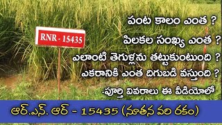 నూతన వరి రకం RNR - 15435 || ఎకరానికి 25 - 30 బస్తాల దిగుబడి || RNR RICE - 2