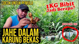 ▶ Panen Jahe Dalam Karung Bekas Beras 10KG. Bisa Dapat Berapa?