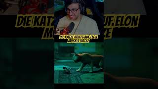 Elon Musks Katze - Cat #gaming #gamer #gameplayvideo