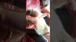 Funniest Animal Massage - Squirrel Massage #youtubeshorts #ytshorts #shortvideo #squirrel #massage