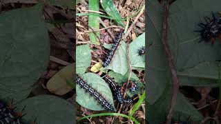 Caterpillar ulat bulu#caterpillar #insects .