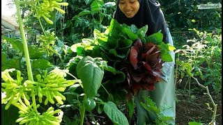 Eps. 69 Gardening || Panen Bayam Seperti Bouquet Bunga💚💚