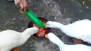 Can Ducks Eat Water Melon ? | Duck Feed | Pets Food and Care