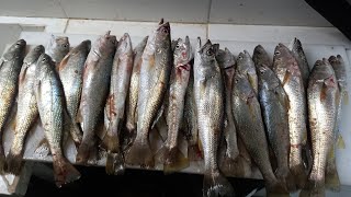 Pesca después de la lluvia: Pescadillas