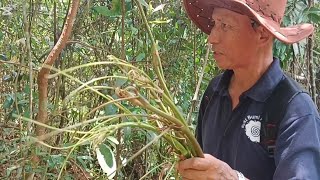 MASUK HUTAN MENCARI PAKU REMUDANG // SAYUR SEMULAJADI YANG SANGAT SEDAP //