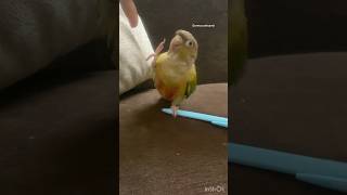 He likes to raise his legs❤️#birds #pets #shorts #short #ytshortsindia #viral #trending #shortsfeed