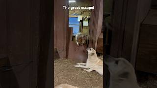 Silly Goats | The Great Escape #farmlife #goat