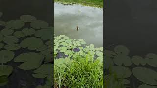 Mancing Ikan Nila #mancing #ikan #viral #shorts