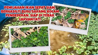 PEMIJAHAN IKAN SEPAT SIAM, SUDAH 7 TITIK BUIH/SARANG DI TEMPAT KOLAM PENDEDERAN!!!