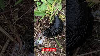 Never Seen this Huge BLACK SLUG #shortvideo