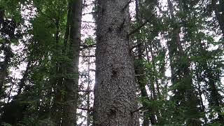 Bulgaria's tallest tree - 56 meters