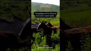 Nel galoppo che fa vibrare la terra sotto i nostri piedi #cavalli #animali #frasedelgiorno