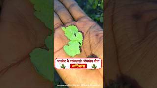 आयुर्वेद में शक्तिशाली औषधीय पौधा : अतिबला #healthy #helloupchar #ayurveda