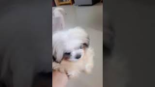 Aiva Teacup Shihtzu