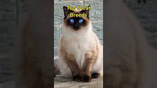 Top 5 Cat Breeds #shorts #catbreeds #cats