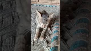 Funny animals - Funny cats and dogs - Funny animal videos 2024