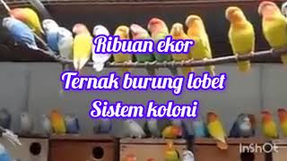 Ternak burung lobet sistem koloni sangat mudah dan simpel#pemulakicaukicau