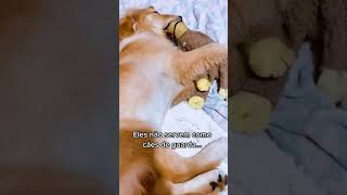 curiosidades sobre o golden retriever