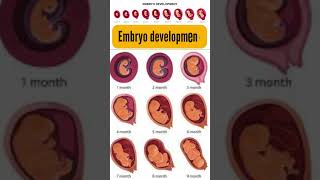 embryo developmnet 1 month to 9 month | embryo day by day development #pregnancy #embryo #growth