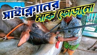 খামারের বড় শাহিওয়াল গরুর নাক ফোড়ানো হল || Purbasha Agro