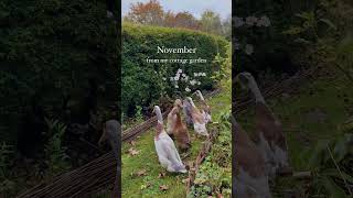 November from my cottage garden 🦆🍁