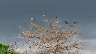 Cornacchia day ( Corvus cornix )