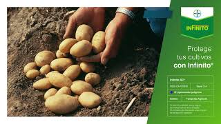 Infinito, Un Fungicida Preventivo y Curativo | Agro Bayer Colombia