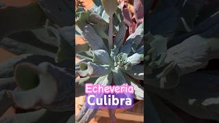 Echeveria Culibra #shots #echeveria #suculentosdías