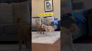 Doodle Doggie Tales- Part 73-“Stare Like You Own It” #shortvideo #shortsfeed #dogs #shorts