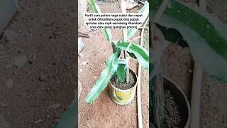 part3 cara mempercepat prtumbuhan#berkebun #pertanian #berkebundirumah #lebah #madu