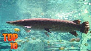 Top 10 Biggest Freshwater Fish