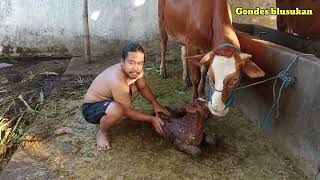 Bayen sapi wedok maneh // peternmak sapi sukses