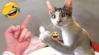 YOU LAUGH YOU LOSE😺🐶Best Funny Animals Video 2024😺🐶