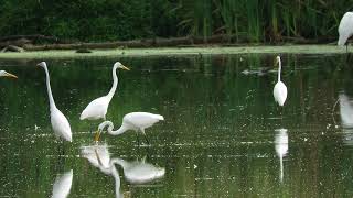 Great Egrets and Great Blue Heron