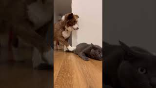 Hey you, want to play? #dog vs #cat #youtubeshorts #bordercollie #いぬのいる生活 #犬 #animals #love #かまってちゃん