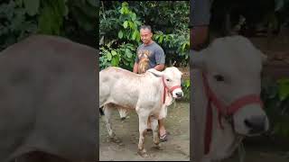 Penjinakan anakan sapi @cakrafarm1409 #sapipokebumen #sapisuper #cow #sapi