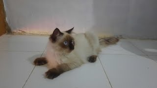 Konten Bareng Tom Cidol - Kucing Ragdoll Di Kontrakan