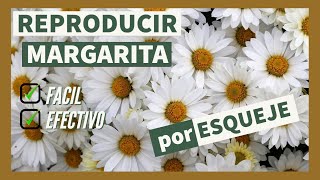 Reproducir MARGARITA por ESQUEJE 🌼 Método FÁCIL y EFECTIVO - PASO a PASO - Esquejar y plantar.