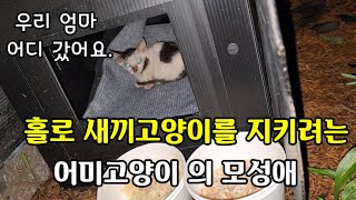 홀로 새끼고양이를 지키려는 어미고양이 모성애